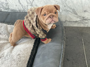 Louis Vuitton dog jacket, best dog windbreaker