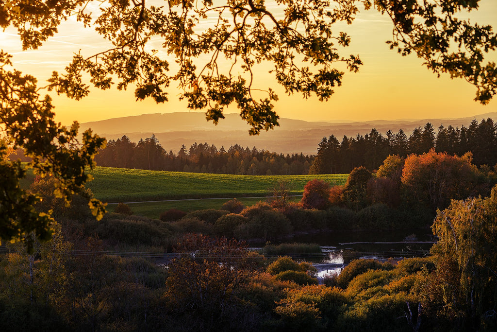 Countryside landscape at golden hour glows yellow and orange overlooking field and trees