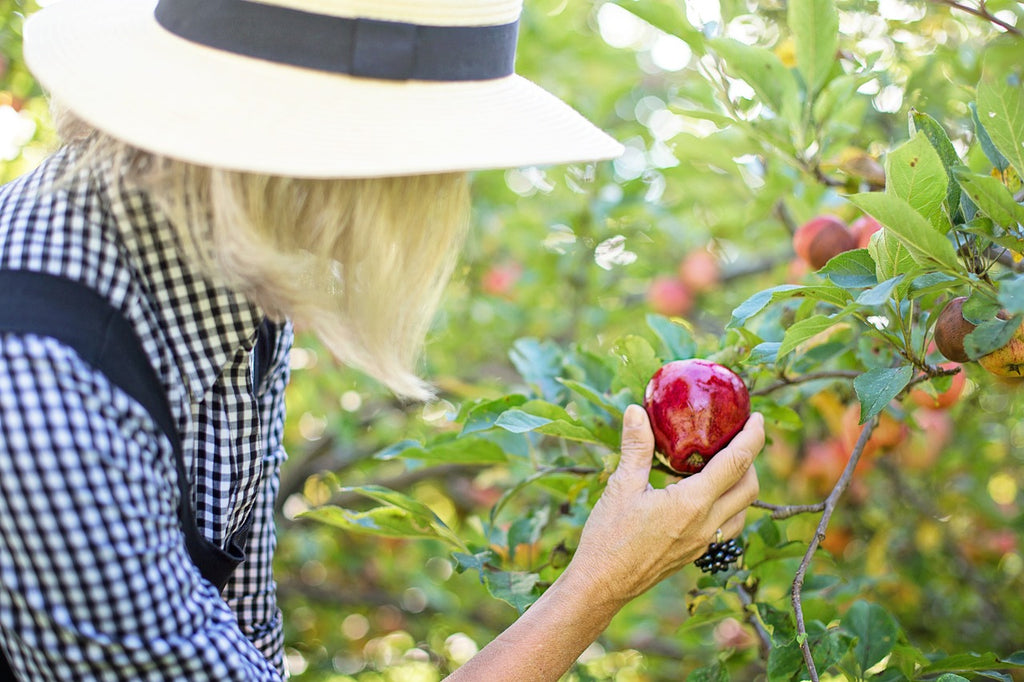 Person in white hat and checkered shirt picks red apple from tree