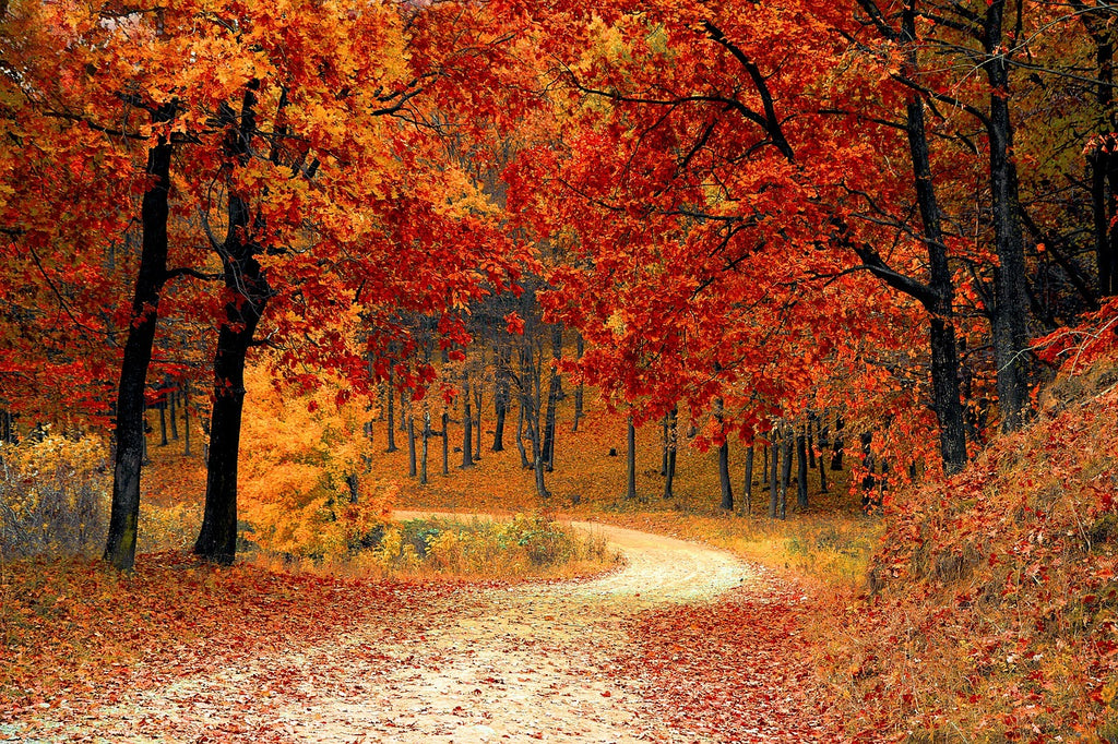 Orange and red colored leaves on trees and covering the ground along a path