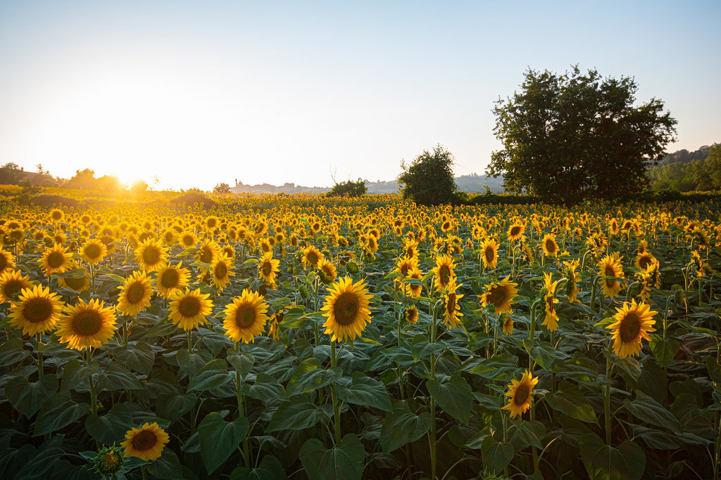 Sunflower field filled with large blooms