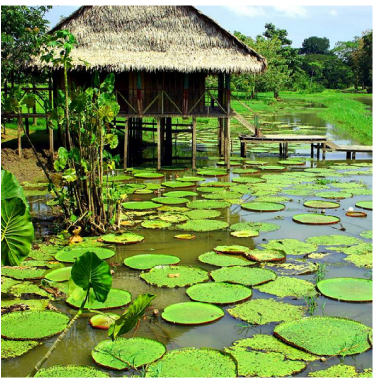 Parque Nacional Natural Amacayacu