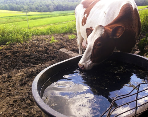 Dairy Cow drinking clean water