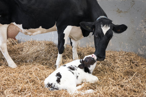 Health barn environment for calves and cows