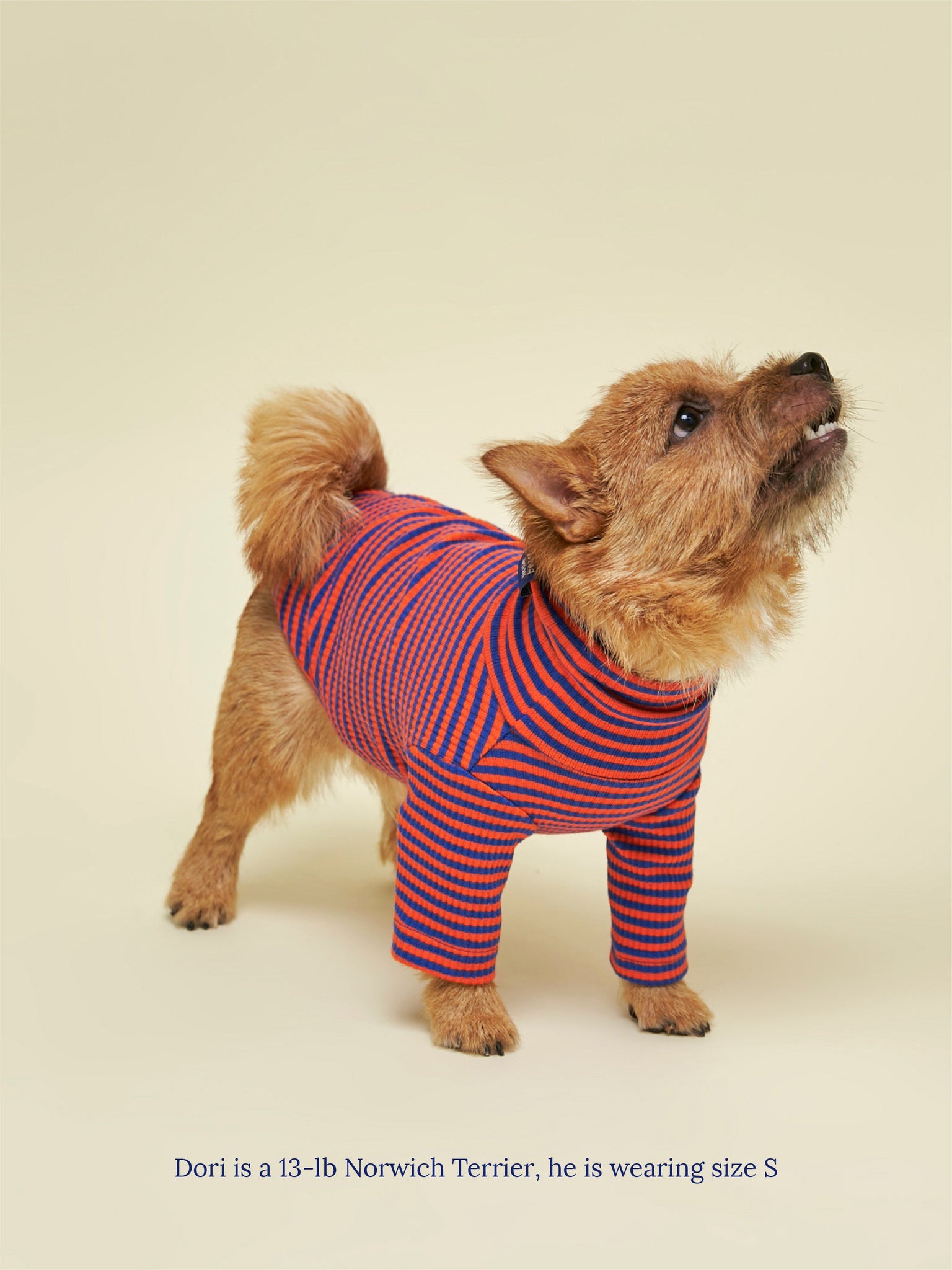 xs dog sweatshirt