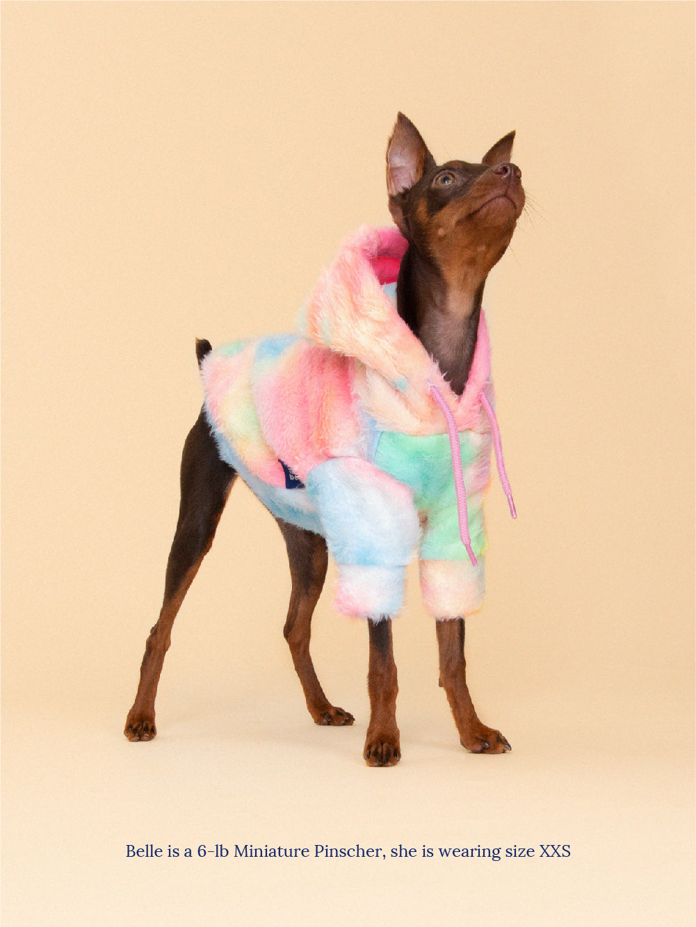 express dog sweater