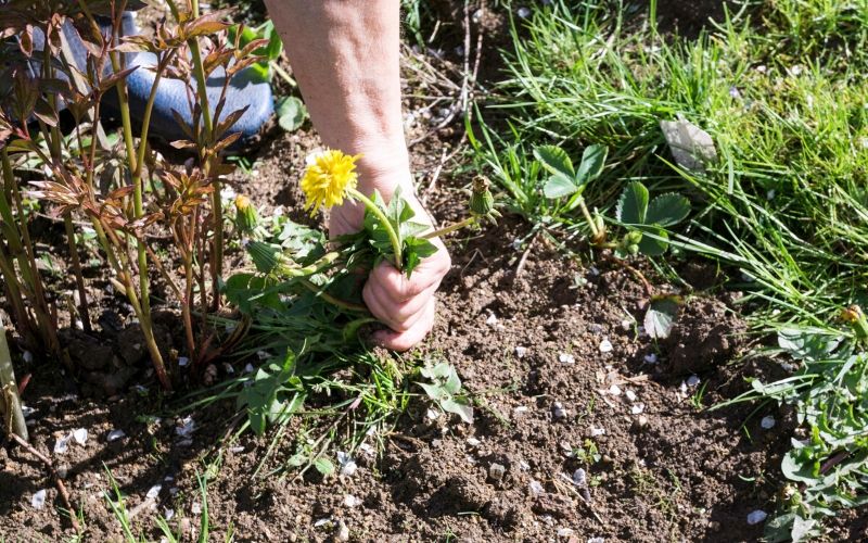 Dandelion being pulled from a flower bed