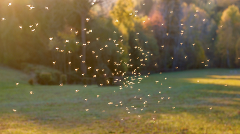 mosquitos during sunset