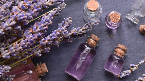 lavender plant and lavender essential oil