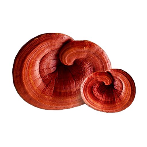 Reishi