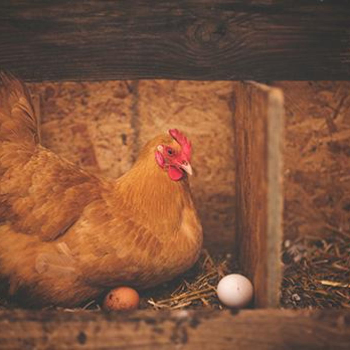 How To Keep Chickens Laying In Winter Oakford Stockfeed