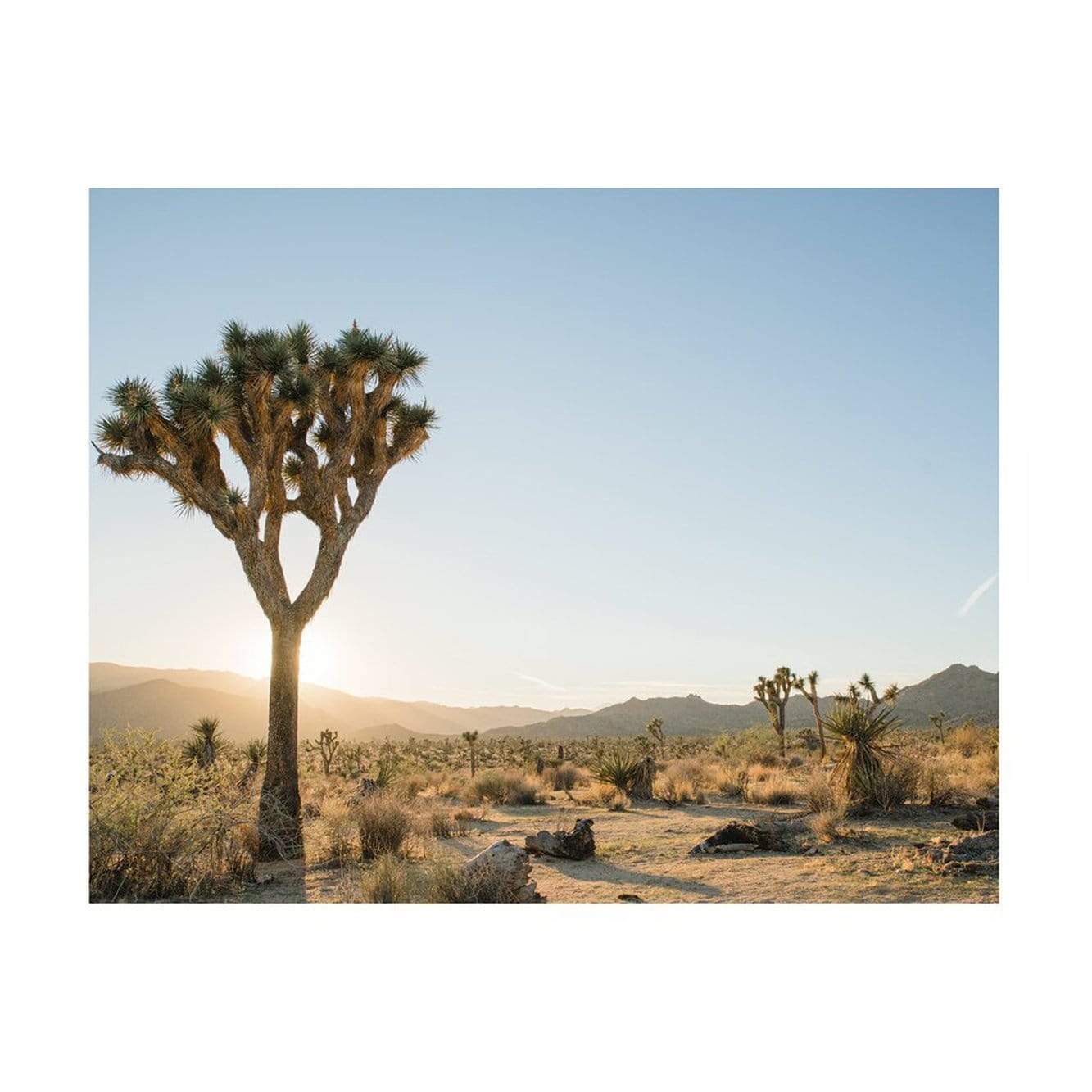 Joshua Tree 03 Print Design Milk Shop