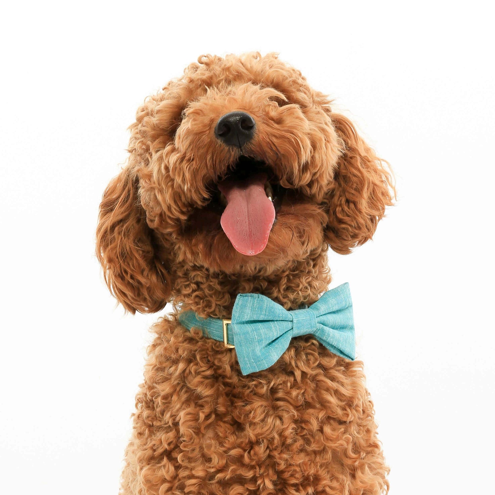 dog bow ties and bandanas