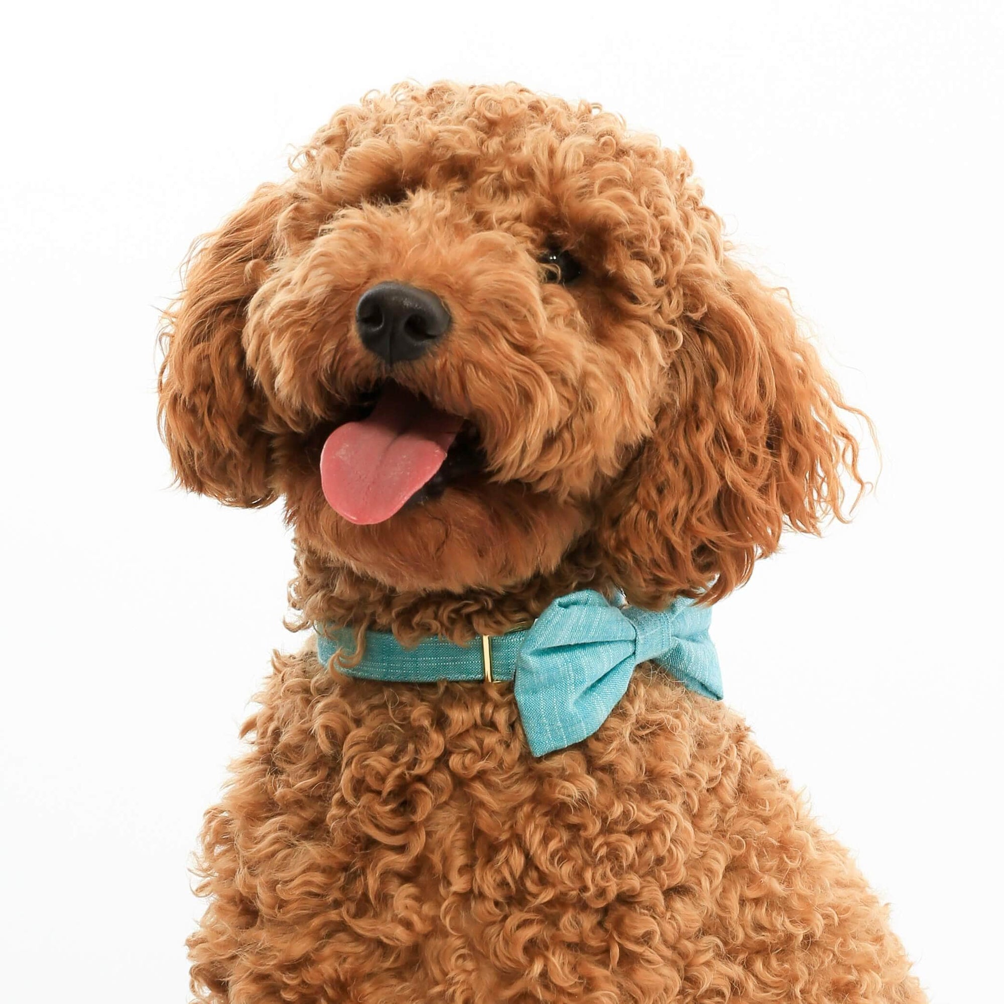 dog bow ties and bandanas