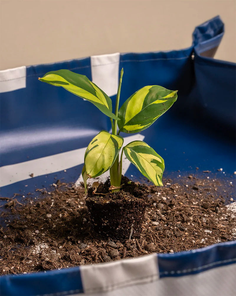 Eine blau-weisse Umtopfmatte in der eine kleine Pflanze in Erde steht