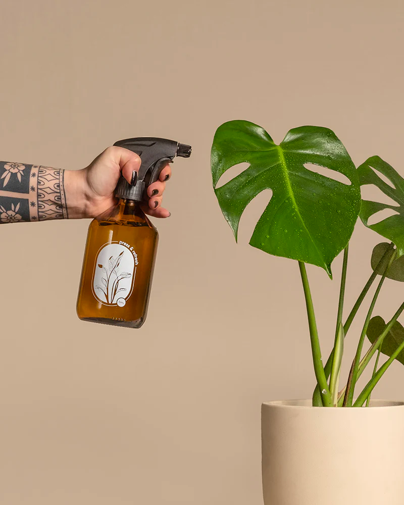 Pflanzensprüher aus Glas sprüht Wasser auf das Blatt einer Monstera deliciosa