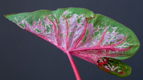 Pink und Grün gefärbtes Blatt einer Caladium 'Roze'