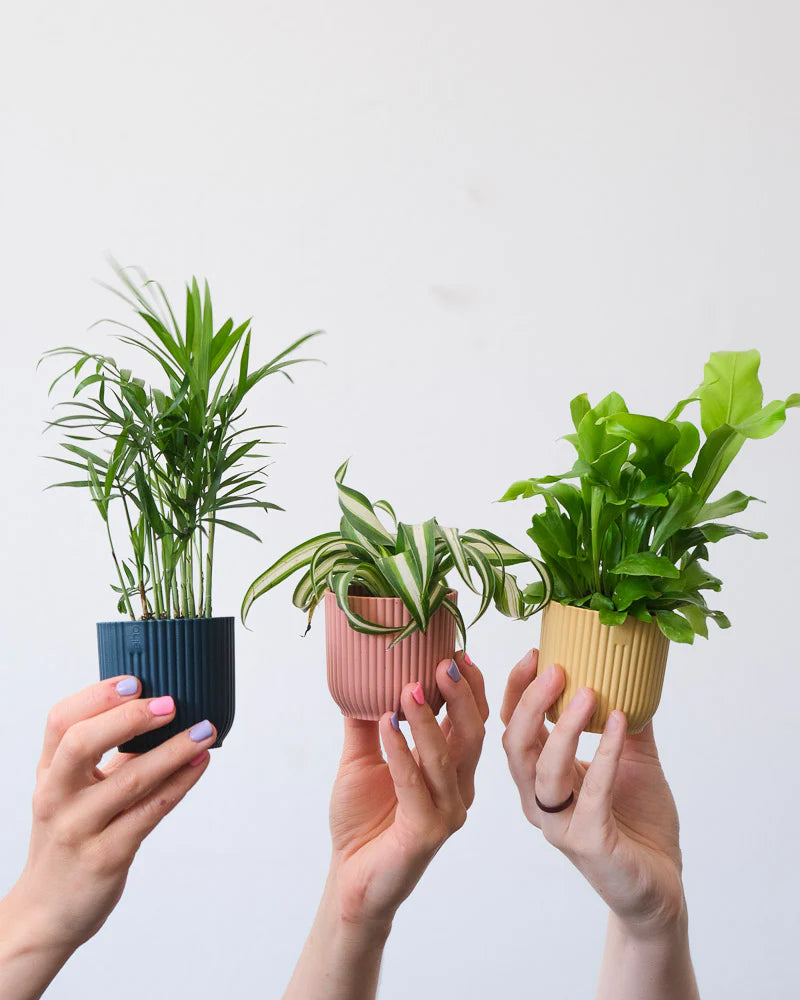 Babypflanzen Bergpalme, Grünlilie und Nestfarn in bunten Töpfen