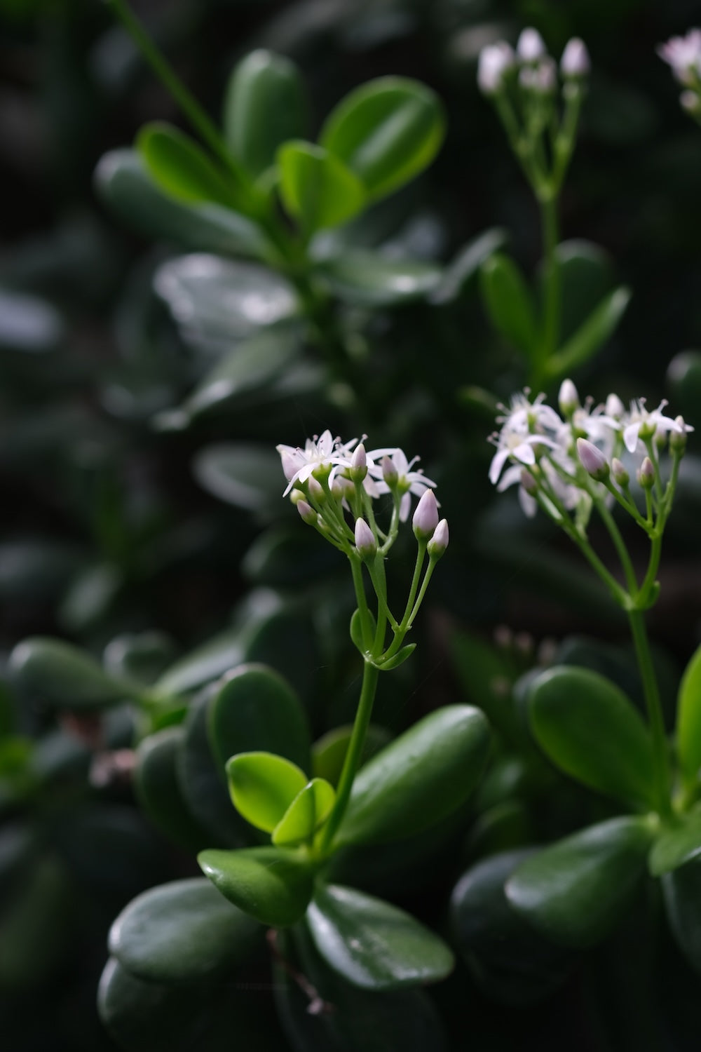 Blüten eines Geldbaums