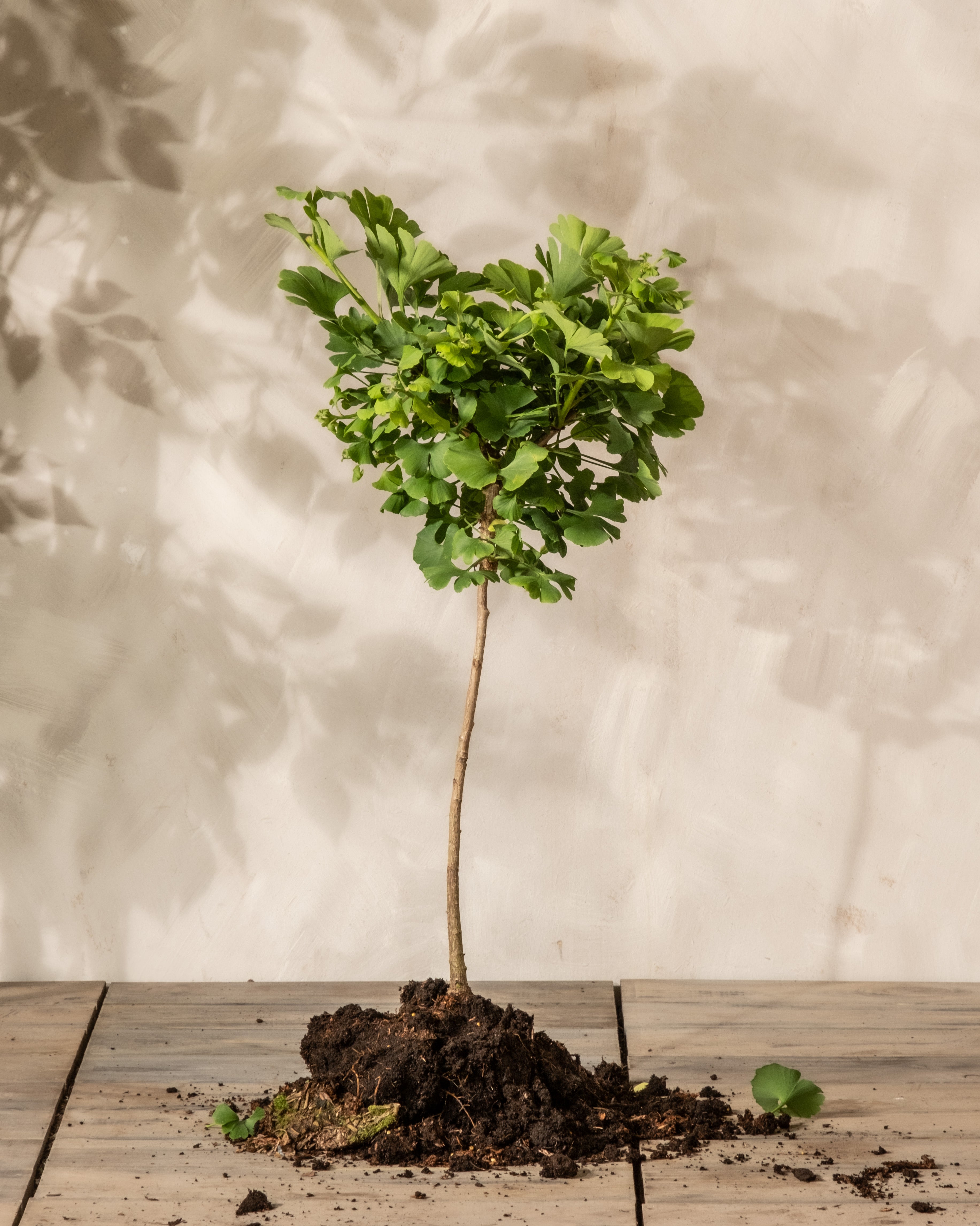 Junger Ginkgo im Frühling Junger Zwergbaum Ginkgo biloba ‘Mariken’ mit grünen fächerförmigen Blättern an einen kurzen schmalen Stamm steht mit Wurzelballen und etwas Erde auf einem Holzboden