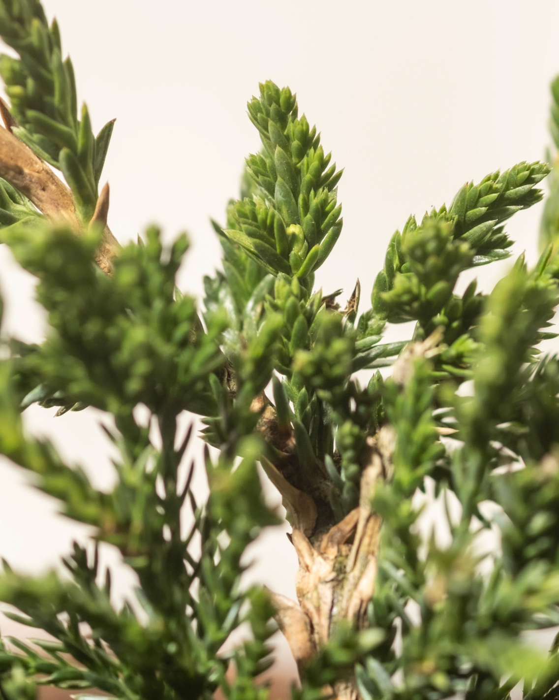 Der Juniperus horizontalis ist nicht essbar! Aufnahme von Verholzen Trieben mit grünen Nadeln des Kriechwacholders (Juniperus horizontalis)
