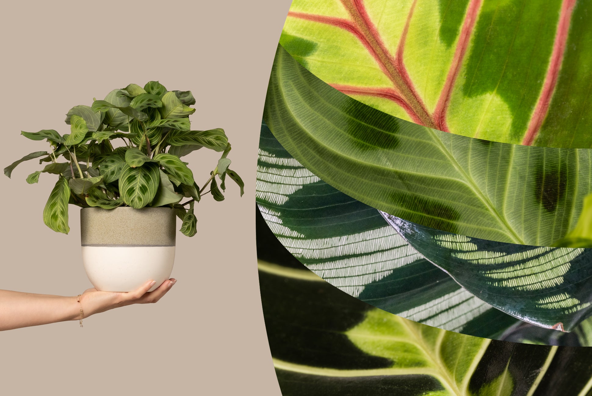 Eine Person hält eine Maranta in einem Keramiktopf vor beigem Hintergrund. Daneben sind Makroaufnahmen der Blätter zu sehen, die deren Struktur und Details hervorheben.
