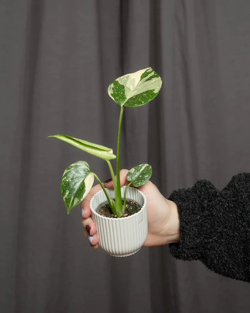 Babypflanze Monstera deliciosa 'Thai Constellation' in einem weissen Tof