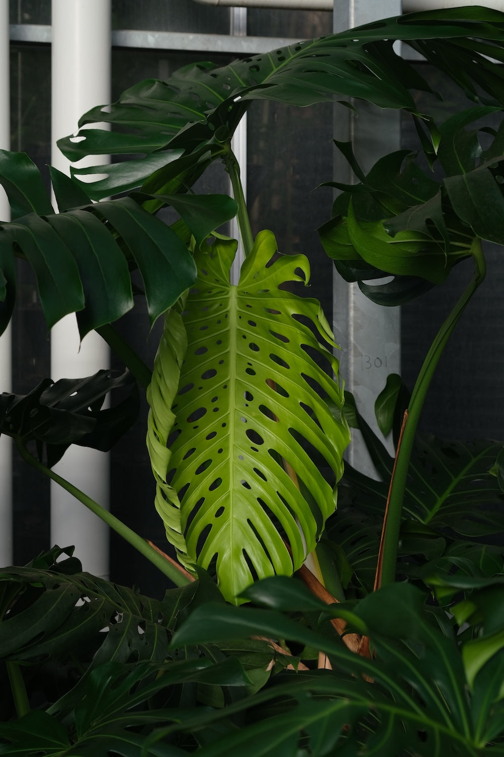 neues Blatt einer riesigen Monstera deliciosa