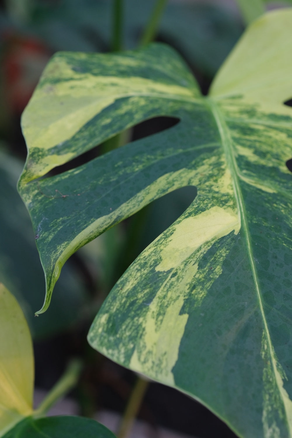 Panaschiertes Blatt einer Monstera deliciosa aurea