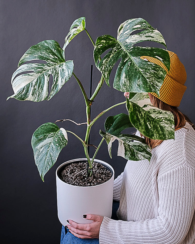 Monstera deliciosa variegata mit grün-weissen Blättern 