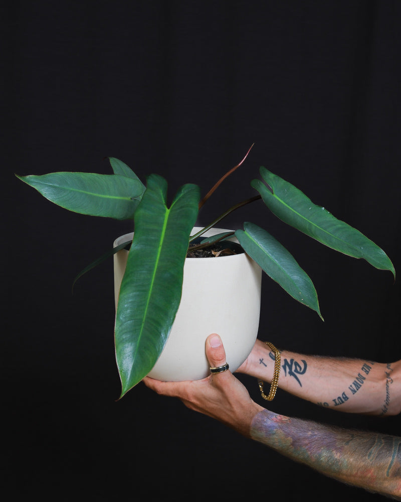 Philodendron atabapoense in weissem Keramiktopf vor einer schwarzen Wand