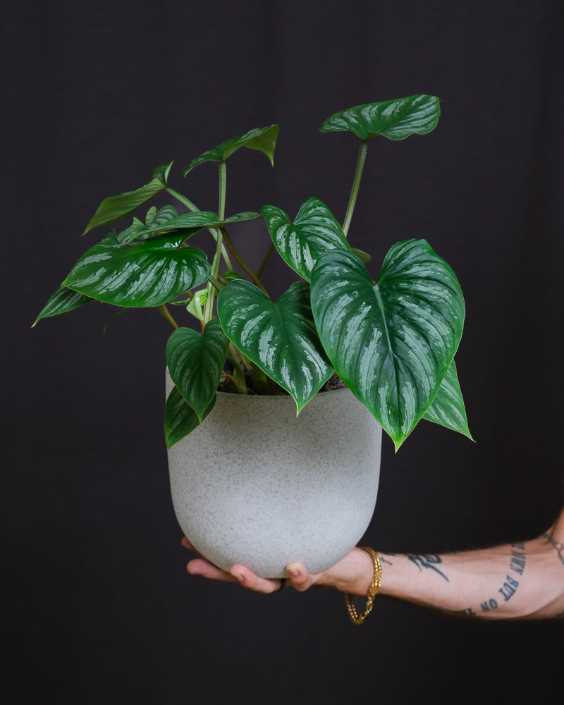 Philodendron mamei in hellgrauem Keramiktopf, gehalten von einer Hand