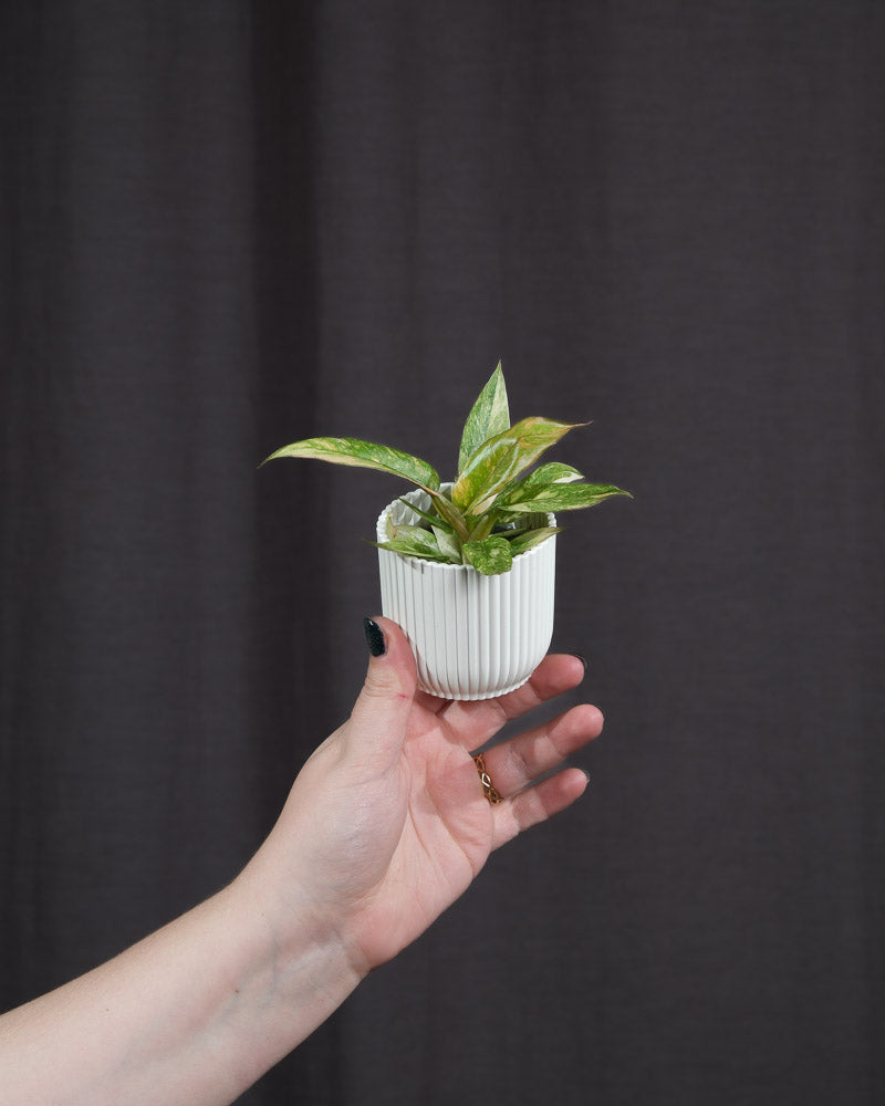 Philodendron 'Ring of Fire' Babypflanze in weissem Topf, gehalten von einer Hand