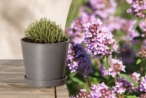 Titelbild: Eingetopfter junger Thymus vulgaris mit Bildausschnitt seiner Blüten im Sommer