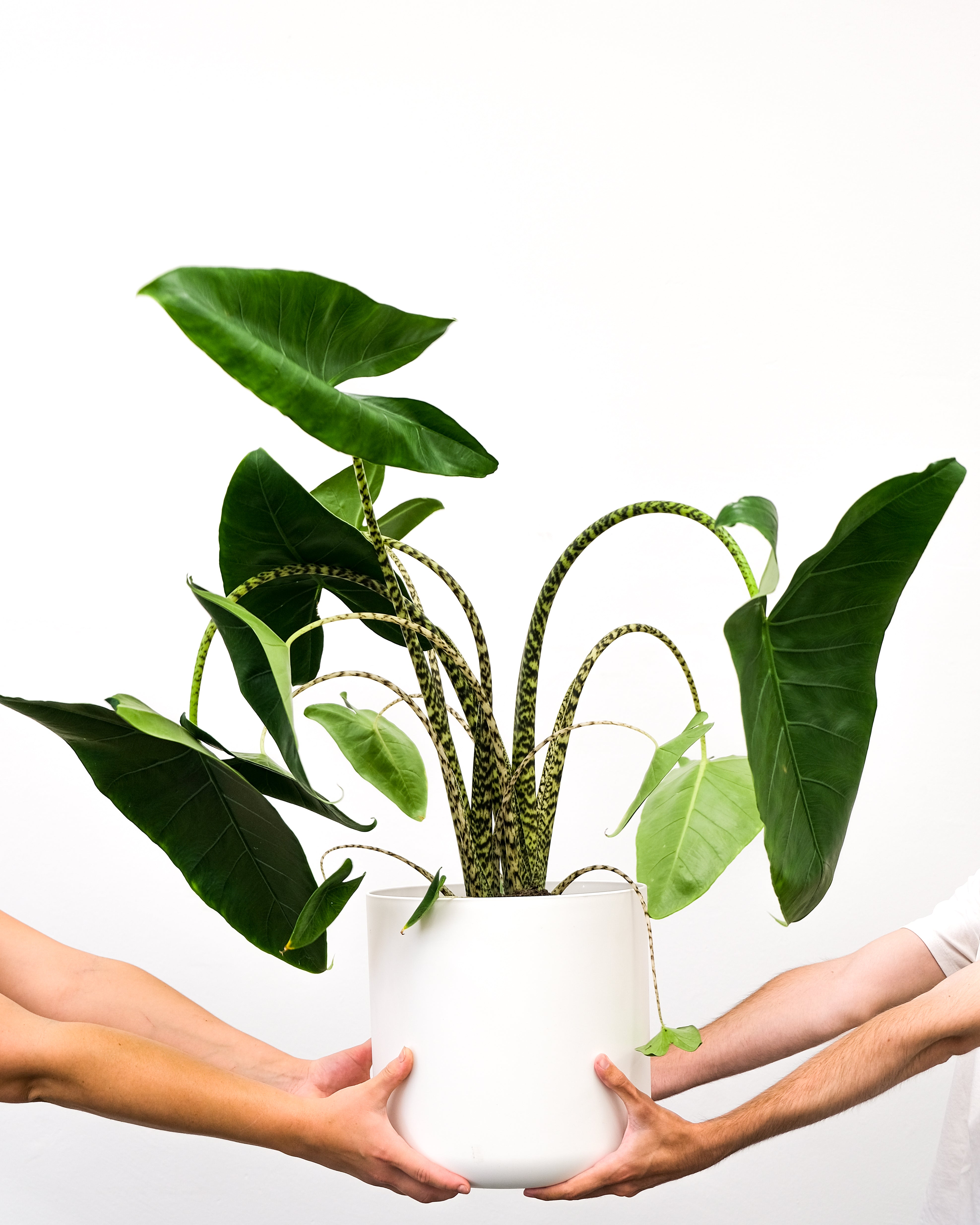 Alocasia zebrina