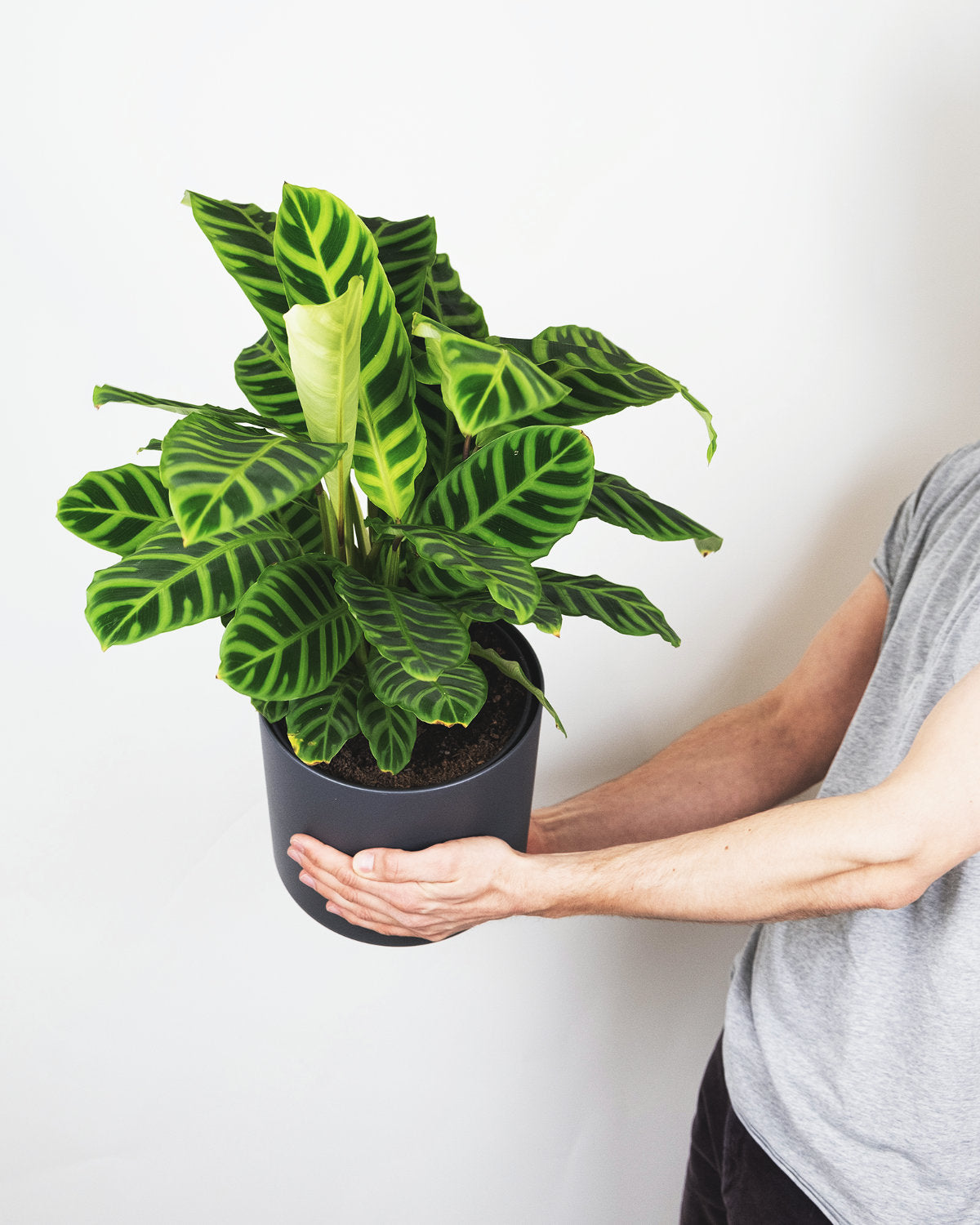 Calathea Zebrina