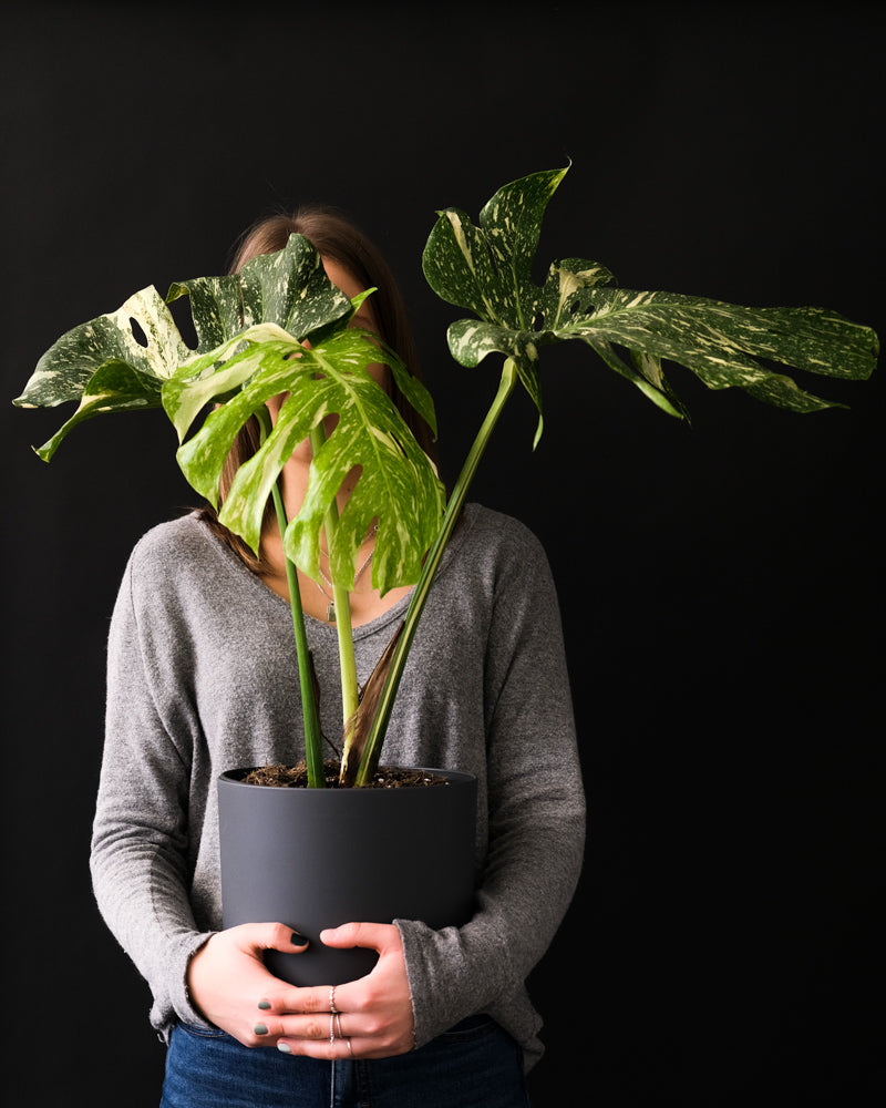 Monstera deliciosa 'Thai Constellation'