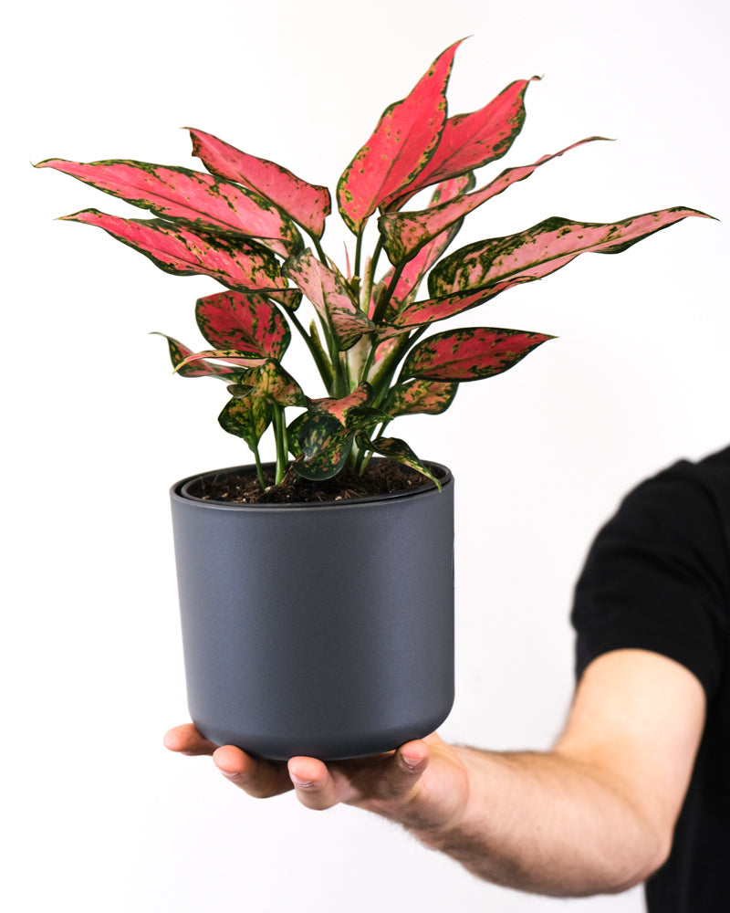 Aglaonema 'Cherry Baby'