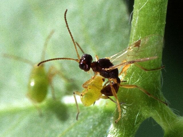 Larven der Thripse als gelbe Würmchen in Nahaufnahme auf einem Blatt