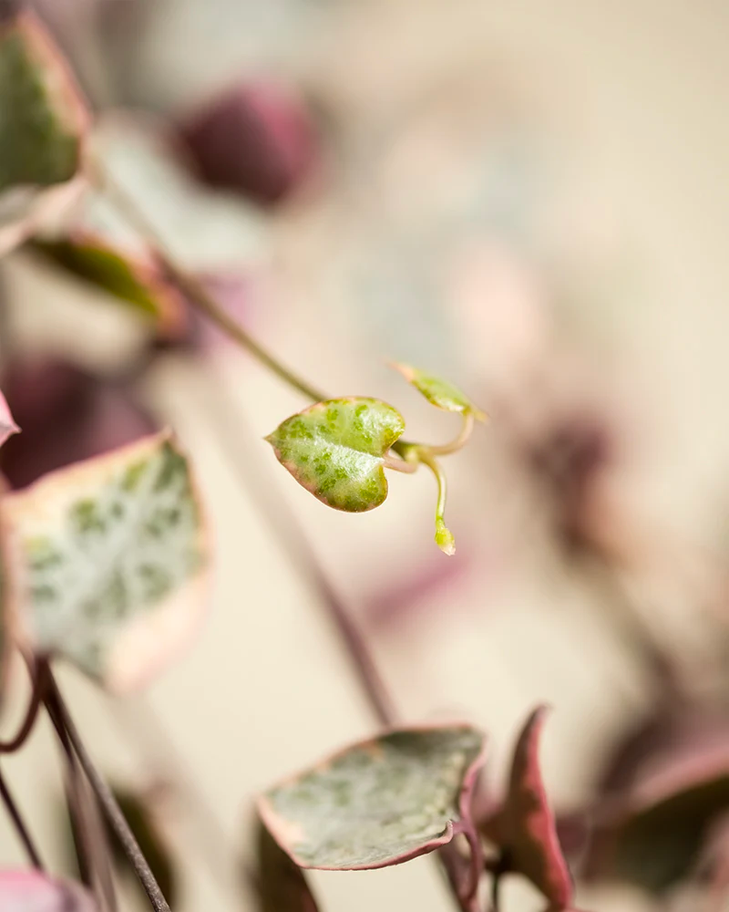 Detailaufnahme von Leuchterpflanze pink