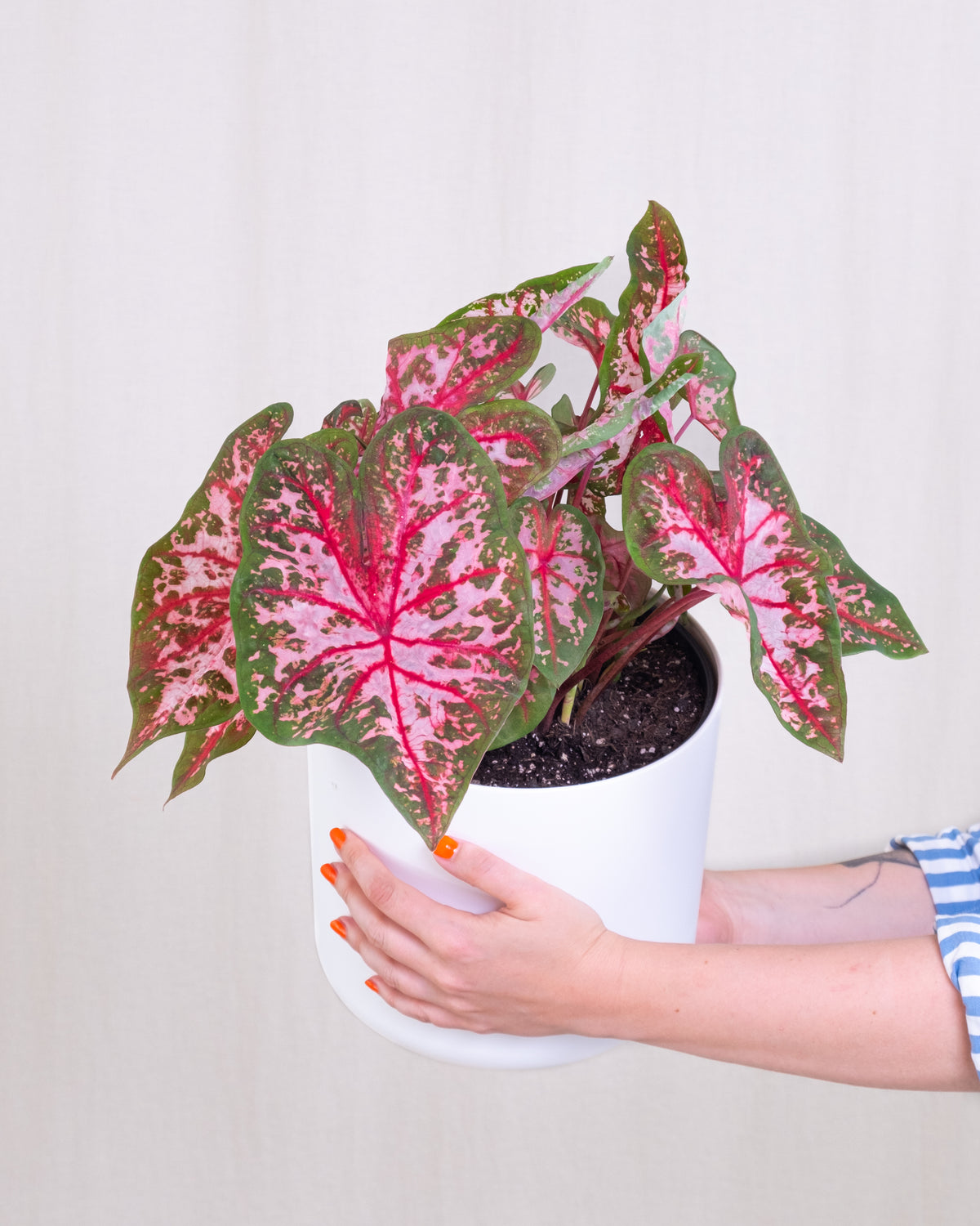 Caladium 'Roze'