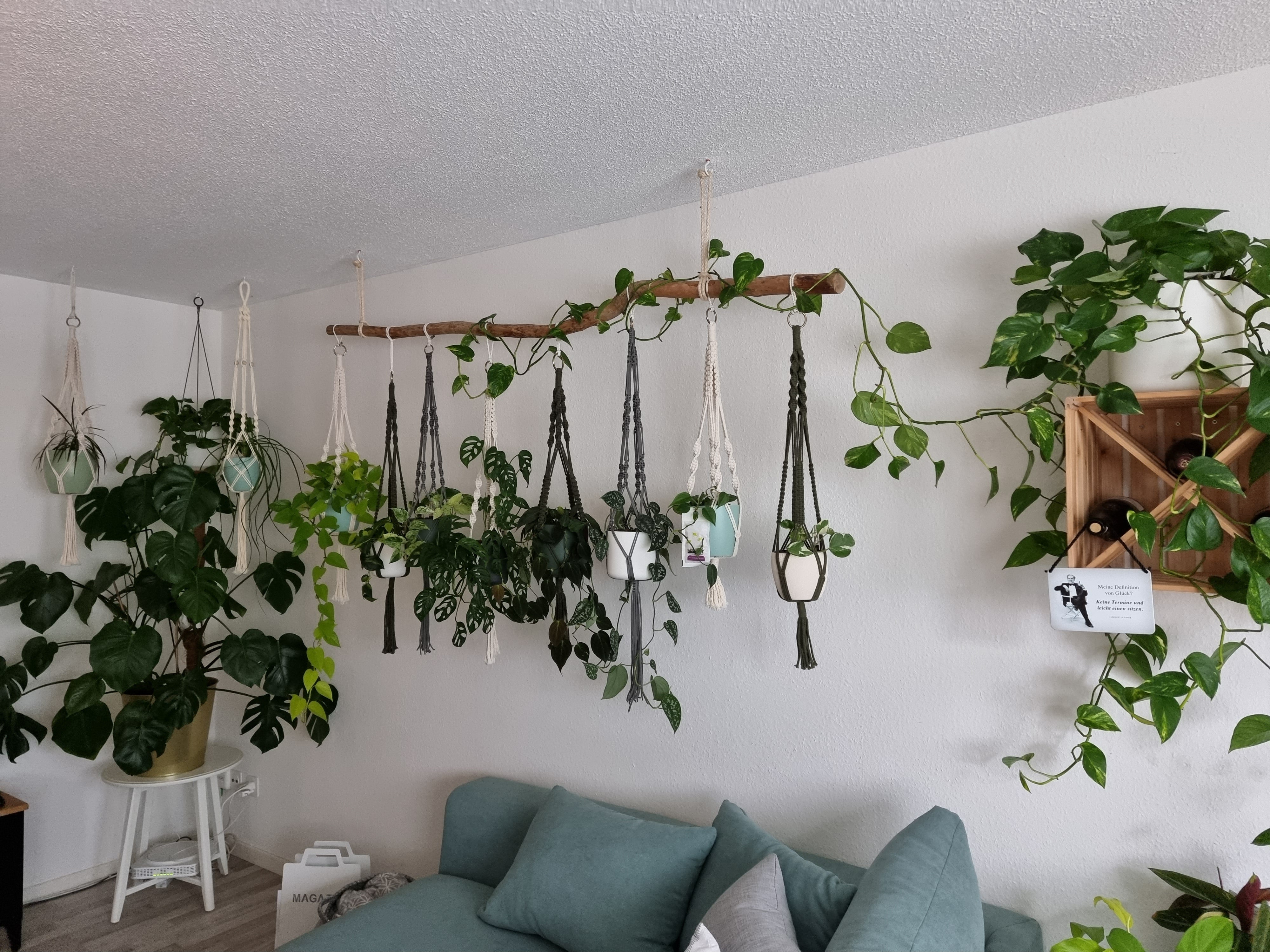 Wohnzimmer-Einrichtung mit vielen Hängepflanzen