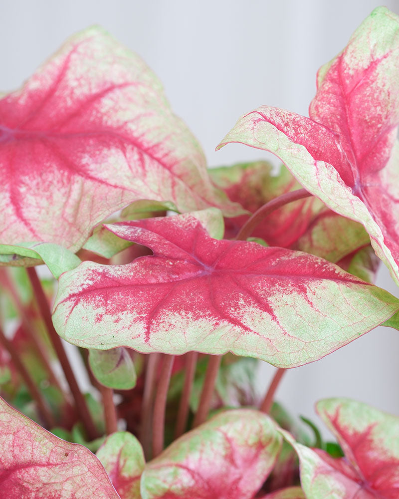 Detailaufnahme von Caladium Bicolor