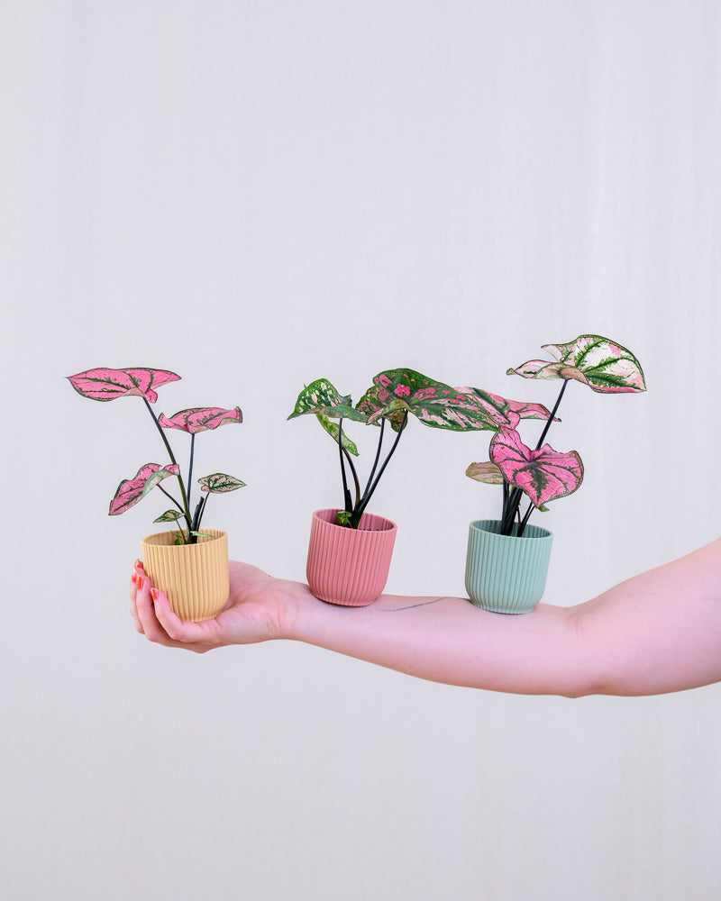 Babytrio Caladium 'Purple Light'