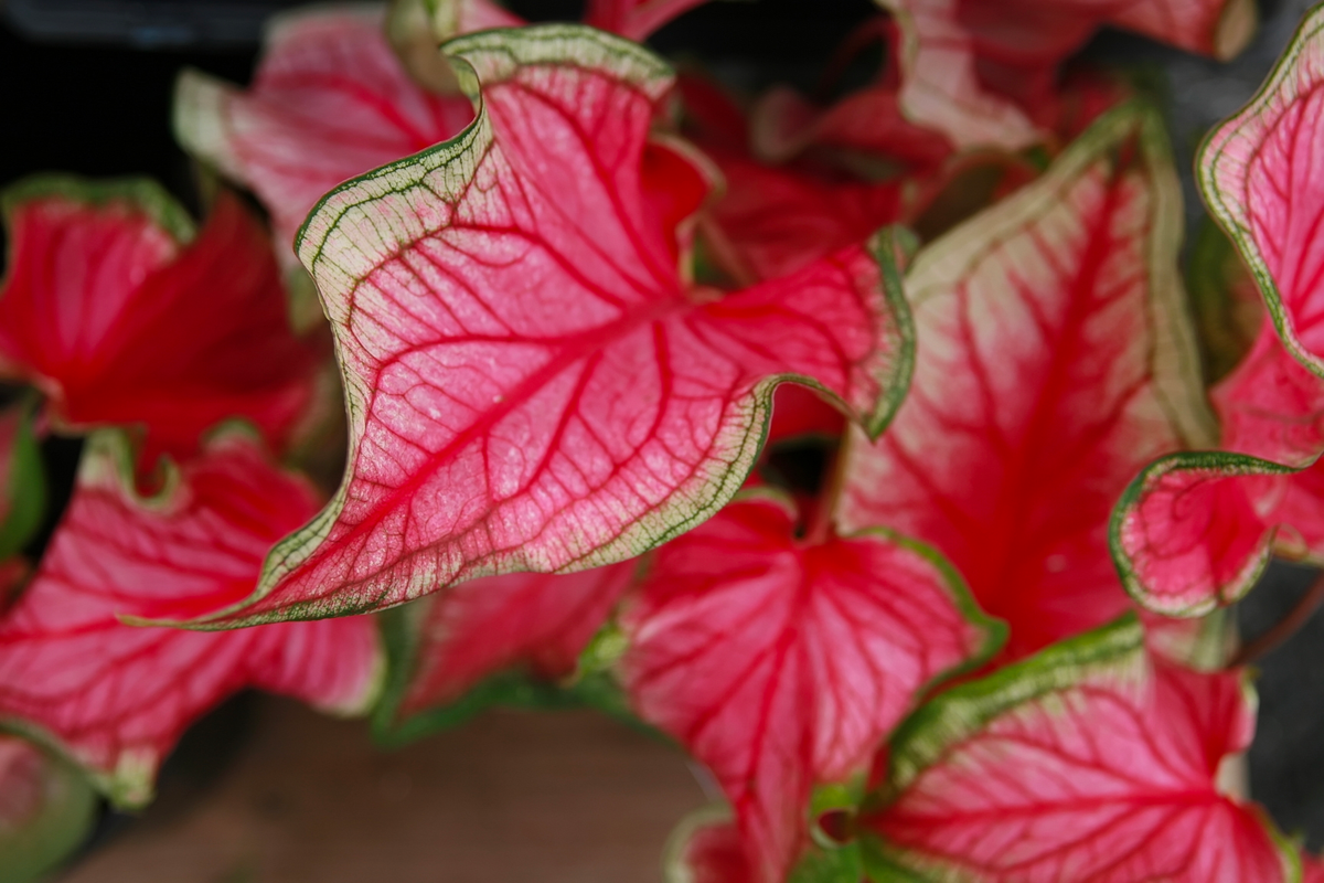 Caladium ‘Florida Sweetheart’