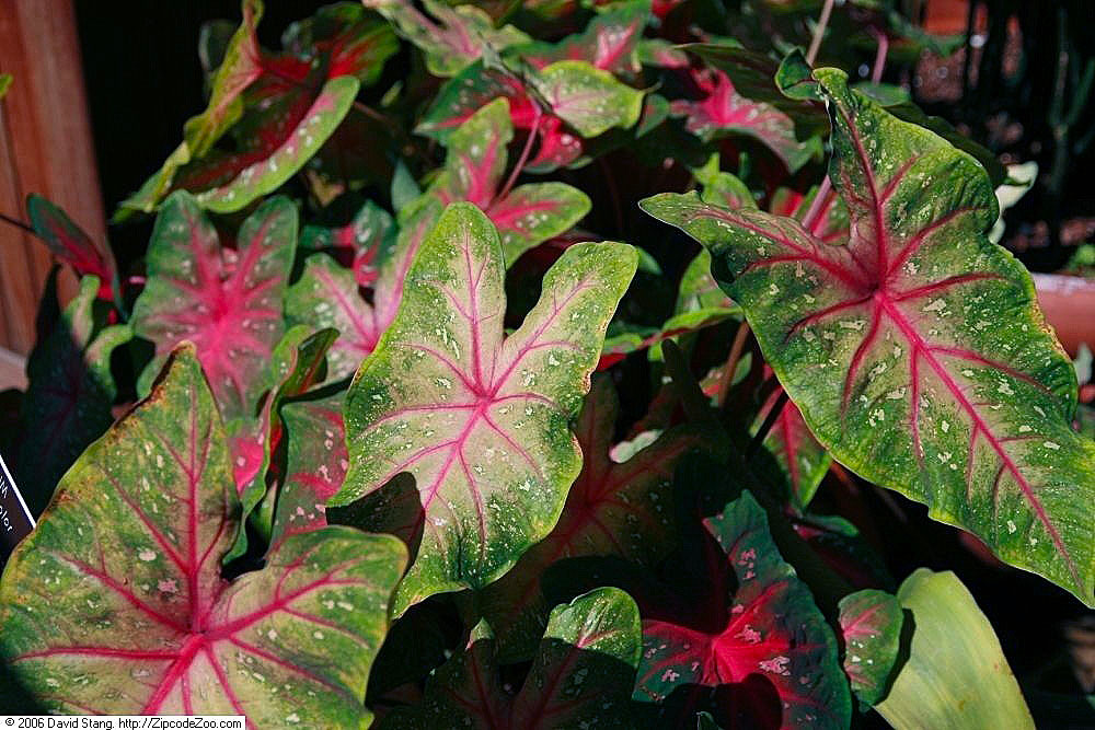 Caladium ‘Red Flash’ 