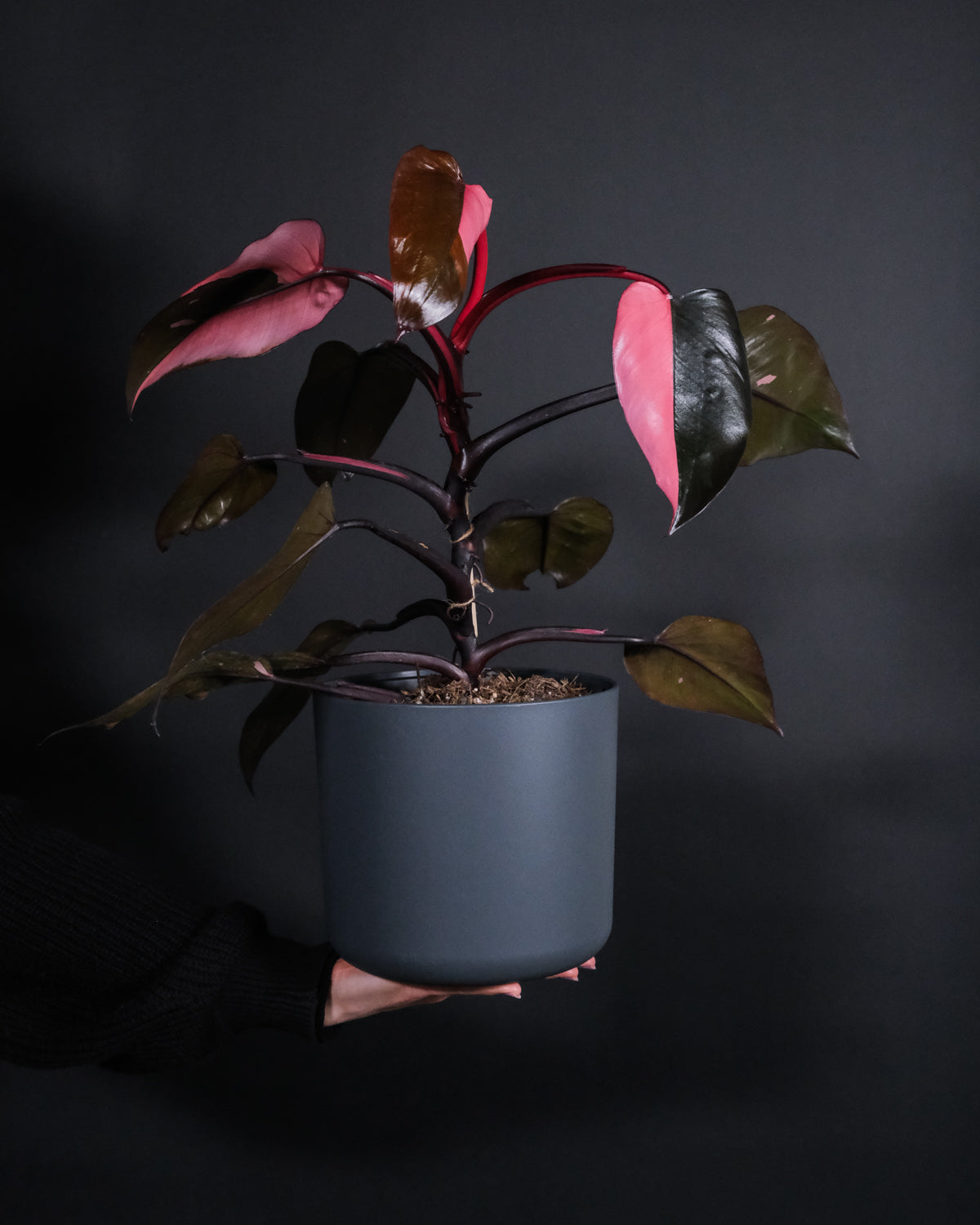 Hand, welche Philodendron Pink Princess hält