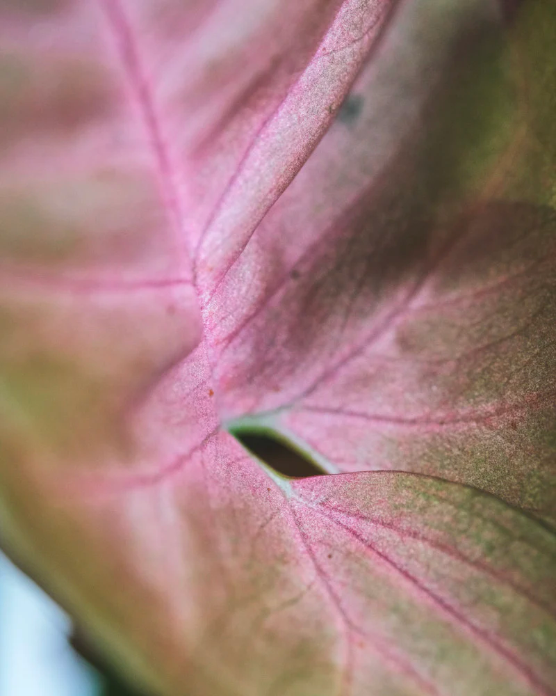 Detailaufnahme von Purpurtute 'Red Heart'