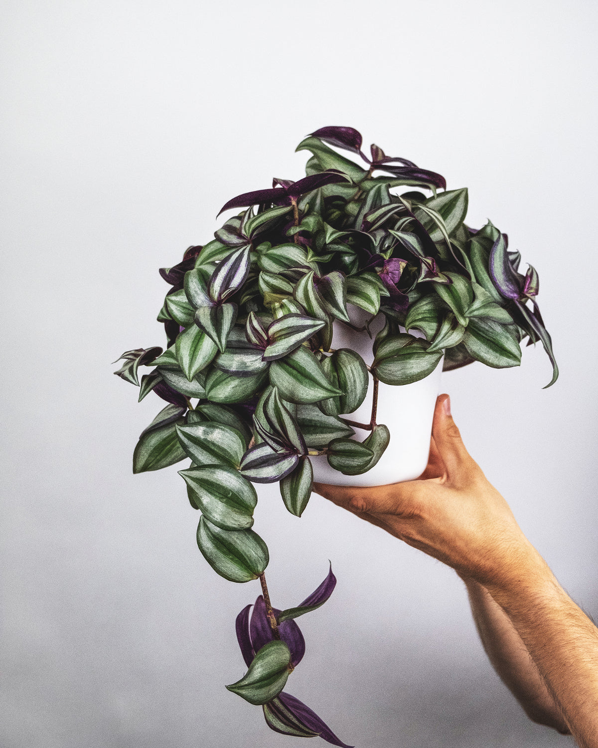 Hand, welche Tradescantia aka Zebrapflanze hält