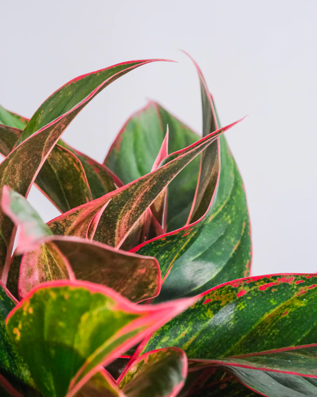 Detailaufnahme von Aglaonema Jungle Red